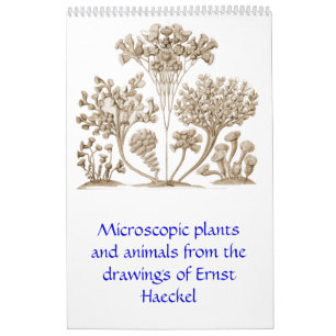 Een kalender uit de tekeningen van Ernst Haeckel.