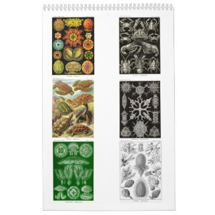 Een kalender uit de tekeningen van Ernst Haeckel.