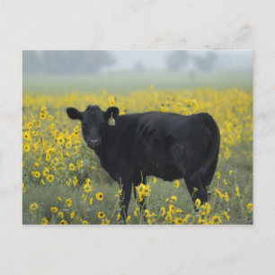 Een kalf te midden van de zonnebloemen van Nebrask Briefkaart