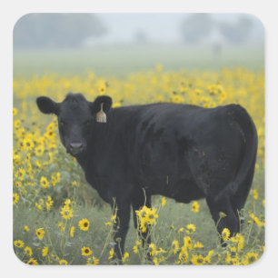 Een kalf te midden van de zonnebloemen van Nebrask Vierkante Sticker
