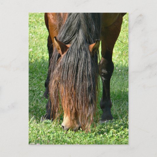 een kapsel nodig briefkaart (Voorkant)