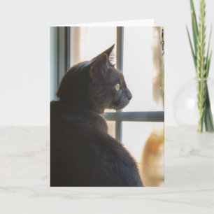 Een kat biedt een hallo of een sympathie aan kaart