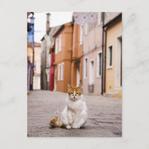 Een kat in de straten van Burano, Italië. 2006. Briefkaart
