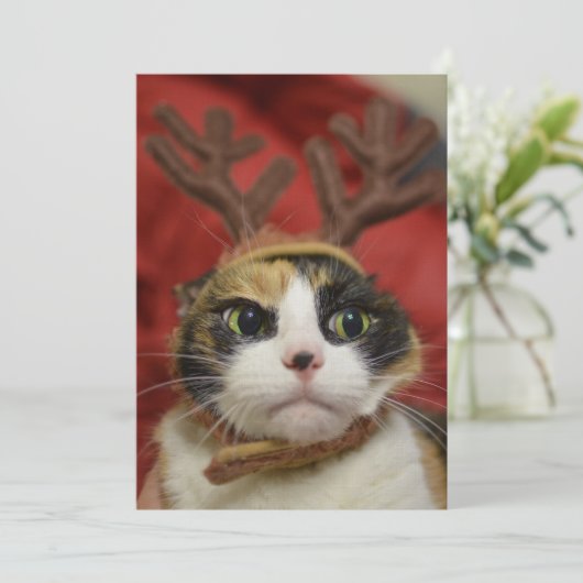 Een kat met rendierantaarns (Staand voorkant)