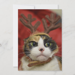 Een kat met rendierantaarns