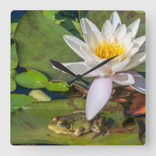 Een kikker onder een bloem van waterlelie vierkante klok