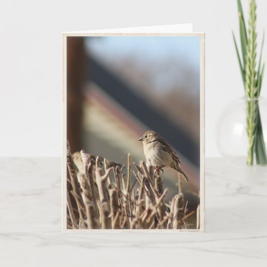 Een klein Birdie leeg Wenskaart Kaart (Voorkant)