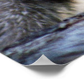 Een kleine Canadese Lynx Kitten Poster (Hoek)