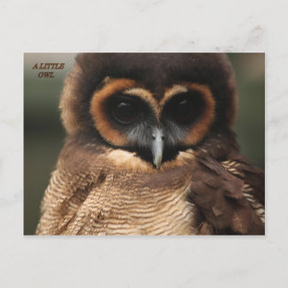 EEN KLEINE OWL BRIEFKAART