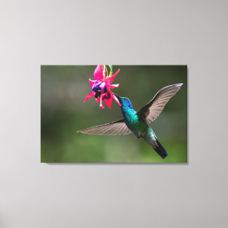 Een Kleine Violetoorkolibrie in het Nevelwoud Canvas Afdruk