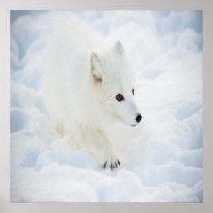 Een kleine witte poolvos loopt in de sneeuw poster