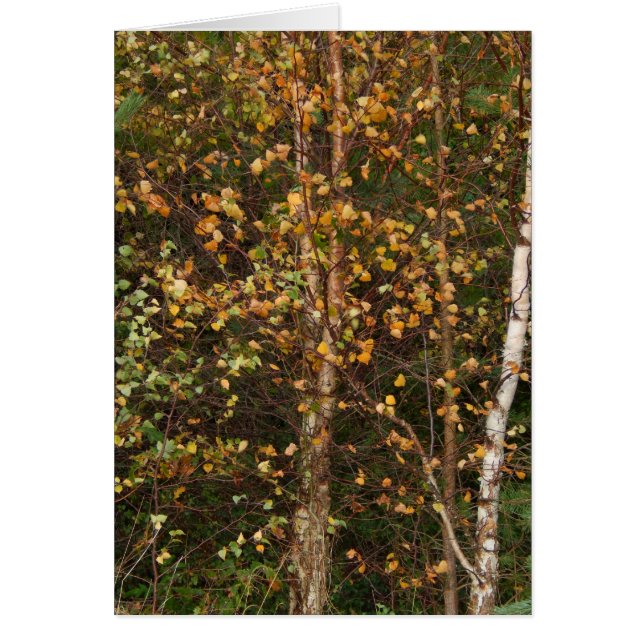 Een kleurenstraal (Voorkant)