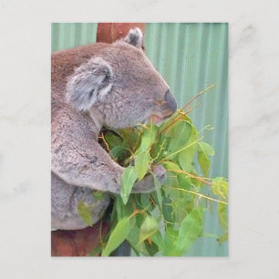 Een Koala in het Australische Briefkaart