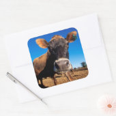 Een koe van Jersey die nieuwsgierig is Vierkante Sticker (Envelop)