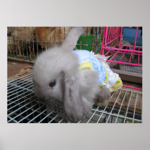 Een konijn in een dress か わ い 幸 せ poster
