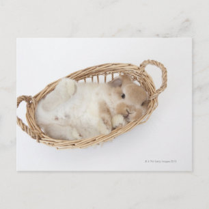 Een konijn zit in een mand.Holland Lop. Briefkaart