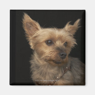 Een kortharige Yorkie-hond die naar rechts kijkt Magneet
