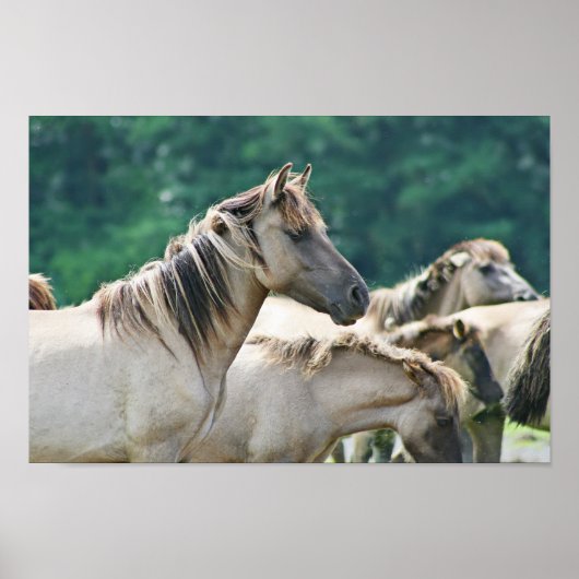 Een kudde Brumby Horses uit Australië Poster (Voorkant)