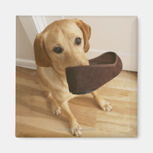 Een labrador die een puppy met slipper in zijn magneet
