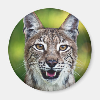 Een lachende Siberische lynx Magneet
