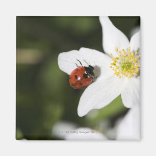 Een ladybird op een houten anemone Stockholm Zwede Magneet