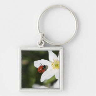 Een ladybird op een houten anemone Stockholm Zwede Sleutelhanger