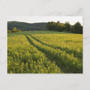 Een landweg in Sabins Pasture in Montpelier, Briefkaart