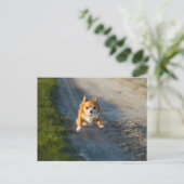 Een langharige bruine en witte Chihuahua Running Briefkaart (Staand voorkant)