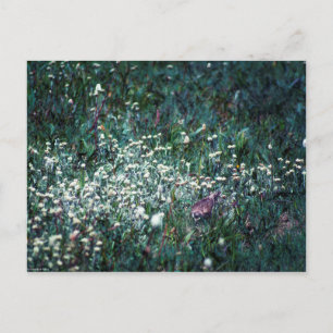 Een Lark in een Meadow Briefkaart