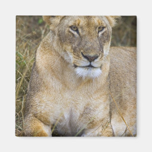 Een leeuw zittend in het hoge gras van de Maasai Magneet