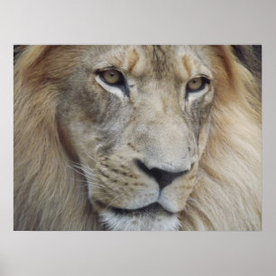 Een leeuwenkast poster