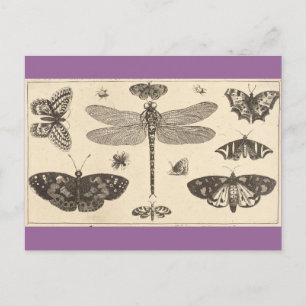 Een libellen, ladyvogels en vlinders briefkaart