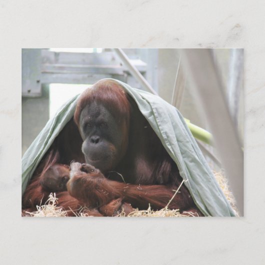 Een liefde voor moeders briefkaart (Voorkant)