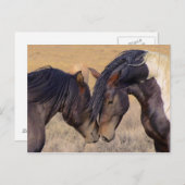 Een liefde voor paarden briefkaart (Voorkant / Achterkant)