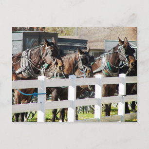 Een lijn van Amish Paarden in Kalona, Iowa Briefkaart