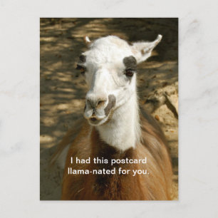 Een llama-geciteerd grappig dierlijk briefkaart. P Briefkaart