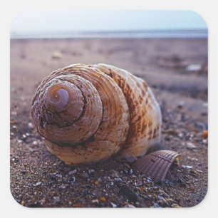 Een macroUitzicht van een wervelkolom Vierkante Sticker