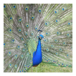 Een mannelijke Indische Peacock Fans, het zijn sta Foto Afdruk