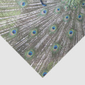 Een mannelijke Indische Peacock Fans, het zijn sta Tissuepapier (Detail)