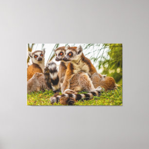 een mannelijke lemur omhelst zijn vrouwelijke op u canvas afdruk