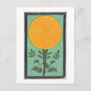 Een Marigold, van het Kleine Album Clive (w/c op p Briefkaart