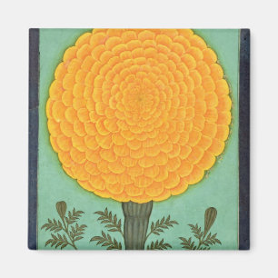 Een Marigold, van het Kleine Album Clive (w/c op p Magneet