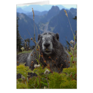 Een marmot in het Paradijs op de berg Rainier Nati