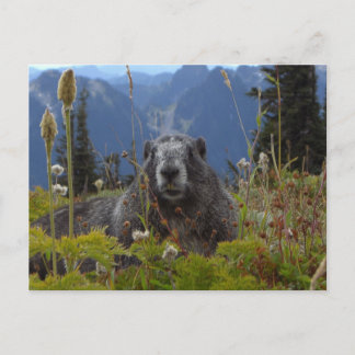 Een marmot in het Paradijs op de berg Rainier Nati Briefkaart