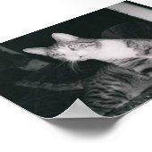 Een merkwaardige kat poster (Hoek)