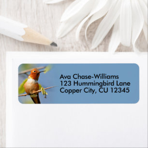 Een merkwaardige Rufous Hummingbird op een Twig Etiket