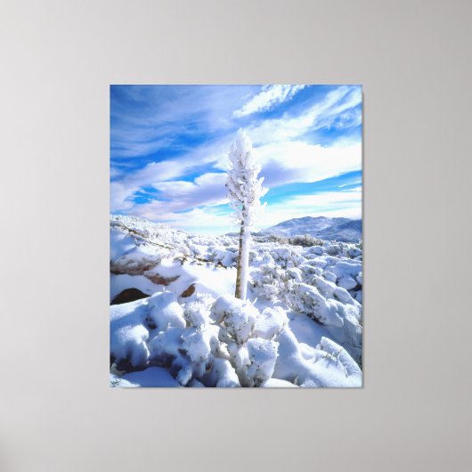 Een met sneeuw bedekte yucca canvas afdruk (Voorkant)