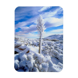 Een met sneeuw bedekte yucca magneet