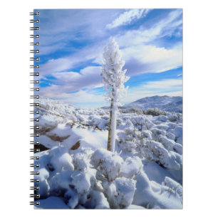 Een met sneeuw bedekte yucca notitieboek