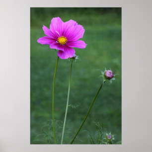 Een Mexicaanse Aster Poster